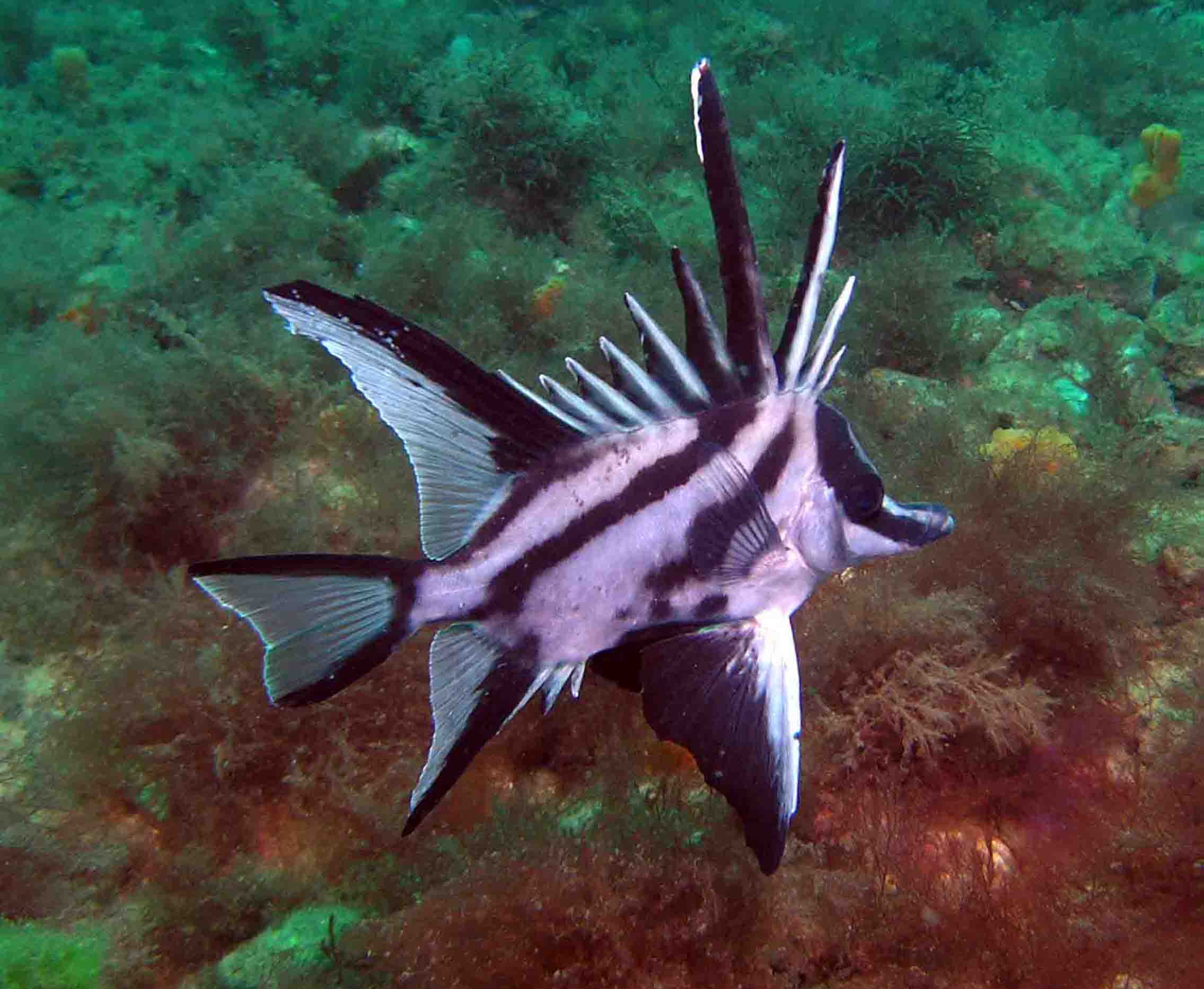 Boarfish