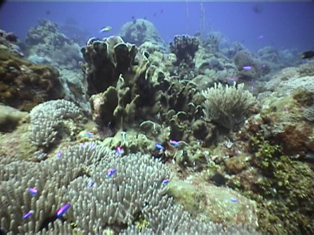 Coral - Timor Sea