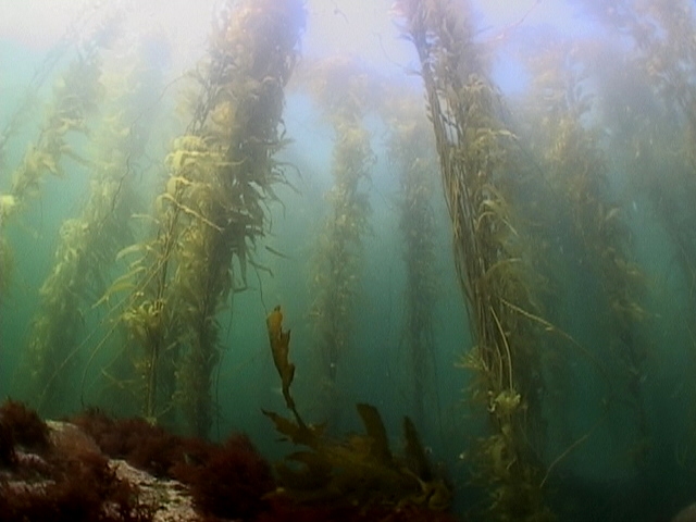 Kelp